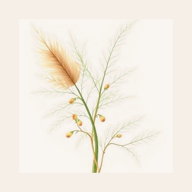 Wild fennel